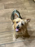 Little Leo, a male Yorkshire Terrier for sale in Bakersfield, CA – 9 of 9