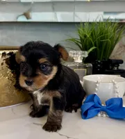 Pebble, a male Yorkshire Terrier for sale in Bakersfield, CA – 2 of 10