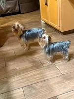 Rocky, a male Yorkshire Terrier for sale in Bakersfield, CA – 7 of 9