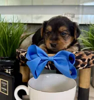 Rocky, a male Yorkshire Terrier for sale in Bakersfield, CA – 6 of 10