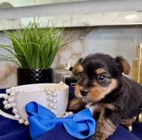 Little Leo, a male Yorkshire Terrier for sale in Bakersfield, CA – 5 of 9