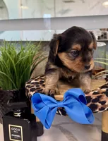 Rocky, a male Yorkshire Terrier for sale in Bakersfield, CA – 4 of 10