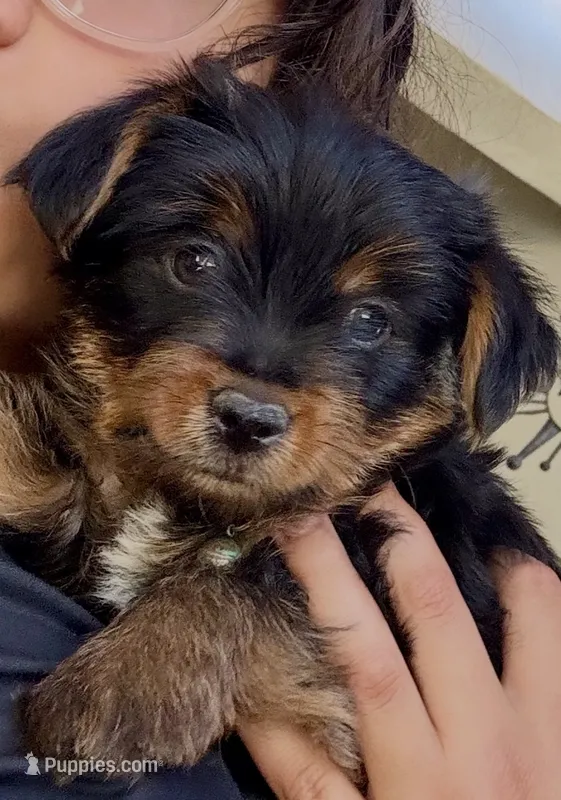 Charlie – Yorkshire Terrier puppy for sale in Bakersfield, CA