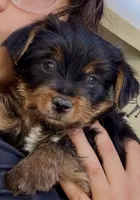 Charlie, a male Yorkshire Terrier for sale in Bakersfield, CA – 2 of 10