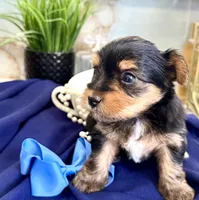 Little Leo, a male Yorkshire Terrier for sale in Bakersfield, CA – 4 of 9