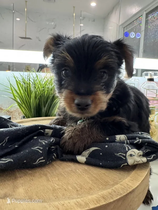 Charlie – Yorkshire Terrier puppy for sale in Bakersfield, CA