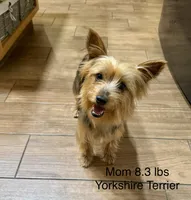 Little Leo, a male Yorkshire Terrier for sale in Bakersfield, CA – 8 of 9