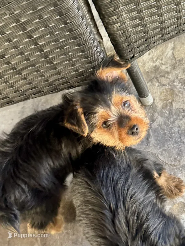 Rocky – Yorkshire Terrier puppy for sale in Bakersfield, CA
