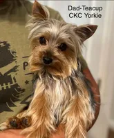 Little Leo, a male Yorkshire Terrier for sale in Bakersfield, CA – 6 of 9