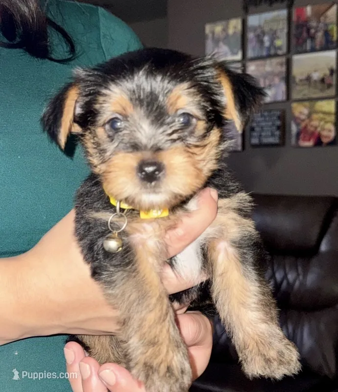 Pebble – Yorkshire Terrier puppy for sale in Bakersfield, CA
