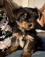 Charlie, a male Yorkshire Terrier for sale in Bakersfield, CA – 5 of 10