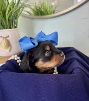 Charlie, a male Yorkshire Terrier for sale in Bakersfield, CA – 3 of 10