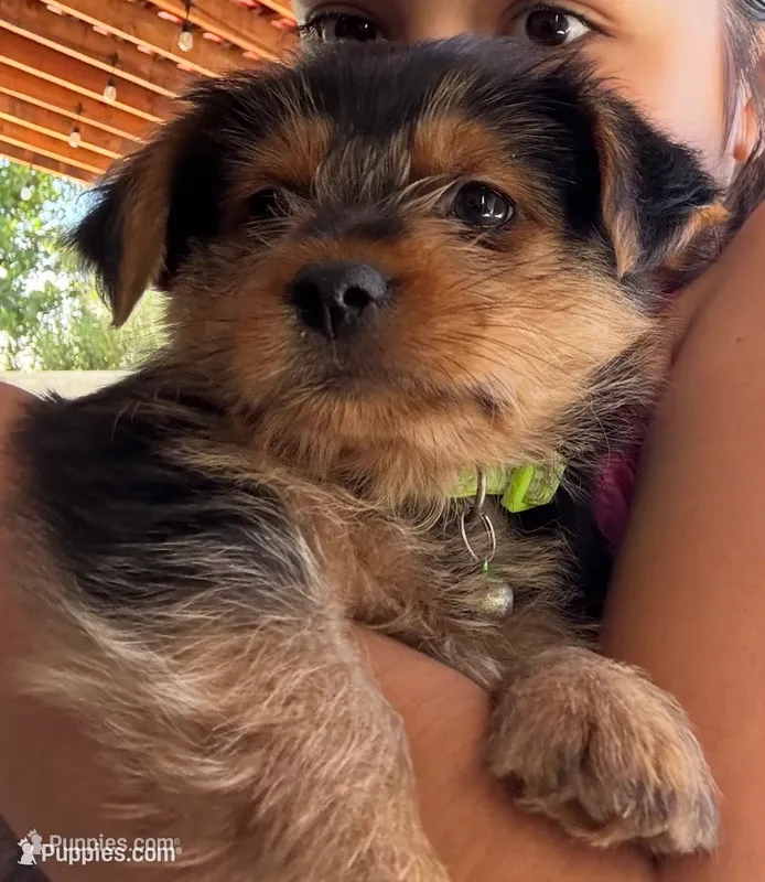 Rocky – Yorkshire Terrier puppy for sale in Bakersfield, CA