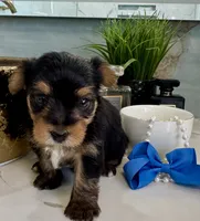 Pebble, a male Yorkshire Terrier for sale in Bakersfield, CA – 4 of 10