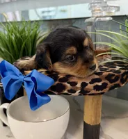 Rocky, a male Yorkshire Terrier for sale in Bakersfield, CA – 5 of 10