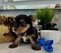 Pebble, a male Yorkshire Terrier for sale in Bakersfield, CA – 3 of 10