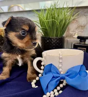 Little Leo, a male Yorkshire Terrier for sale in Bakersfield, CA – 3 of 9