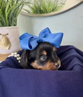 Charlie, a male Yorkshire Terrier for sale in Bakersfield, CA – 4 of 10