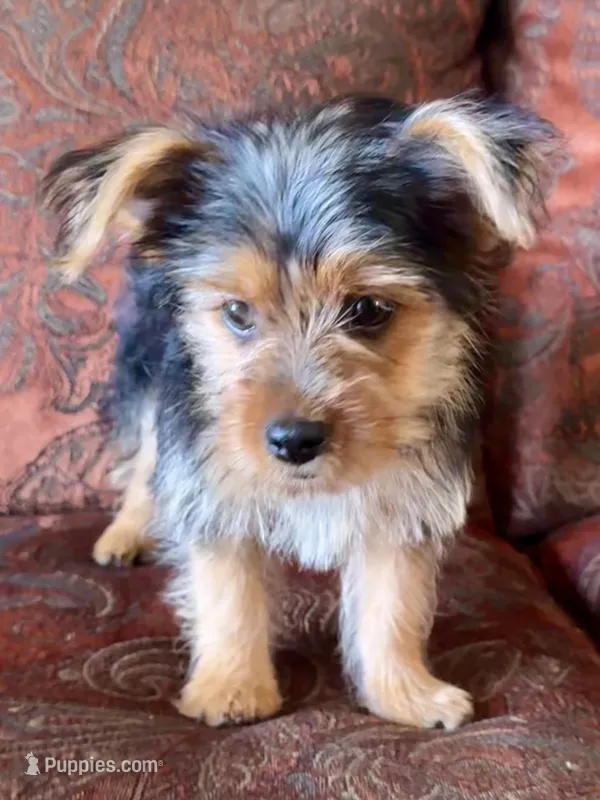 Rocky – Yorkshire Terrier puppy for sale in Bakersfield, CA