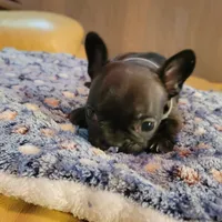 Iron Hide, a male French Bulldog for sale in Atlanta, GA – Photo 1 of 3