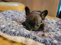 Iron Hide, a male French Bulldog for sale in Atlanta, GA – Photo 1 of 3