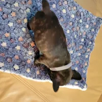 Iron Hide, a male French Bulldog for sale in Atlanta, GA – Photo 3 of 3