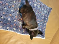 Iron Hide, a male French Bulldog for sale in Atlanta, GA – Photo 3 of 3