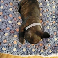 Iron Hide, a male French Bulldog for sale in Atlanta, GA – Photo 2 of 3