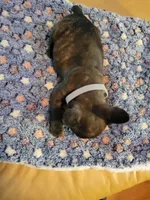 Iron Hide, a male French Bulldog for sale in Atlanta, GA – Photo 2 of 3
