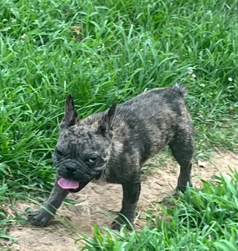 Sentinel – French Bulldog puppy for sale in Atlanta, GA