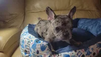 Sentinel, a male French Bulldog for sale in Atlanta, GA – 5 of 5