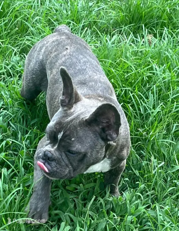 Bolo – French Bulldog puppy for sale in Atlanta, GA