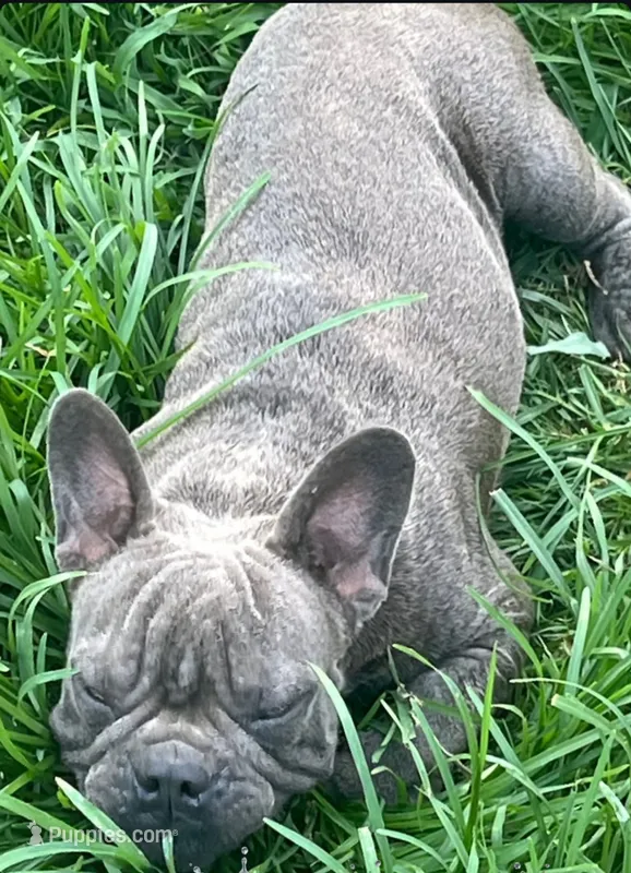Blue – French Bulldog puppy for sale in Atlanta, GA