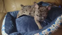 Sentinel, a male French Bulldog for sale in Atlanta, GA – 3 of 5