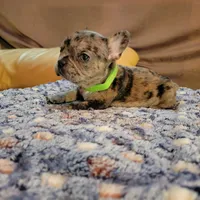 Sentinel, a male French Bulldog for sale in Atlanta, GA – Photo 1 of 6