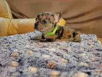 Sentinel, a male French Bulldog for sale in Atlanta, GA – Photo 1 of 6