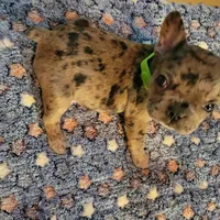 Sentinel, a male French Bulldog for sale in Atlanta, GA – Photo 6 of 6