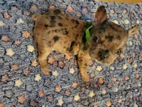 Sentinel, a male French Bulldog for sale in Atlanta, GA – Photo 6 of 6