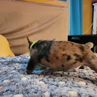 Sentinel, a male French Bulldog for sale in Atlanta, GA – Photo 3 of 6