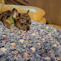 Sentinel, a male French Bulldog for sale in Atlanta, GA – Photo 2 of 6