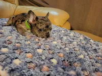 Sentinel, a male French Bulldog for sale in Atlanta, GA – Photo 2 of 6