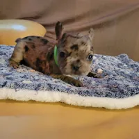 Sentinel, a male French Bulldog for sale in Atlanta, GA – Photo 4 of 6