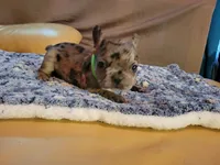 Sentinel, a male French Bulldog for sale in Atlanta, GA – Photo 4 of 6