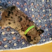 Sentinel, a male French Bulldog for sale in Atlanta, GA – Photo 5 of 6