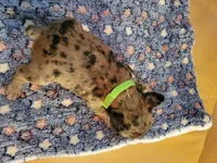 Sentinel, a male French Bulldog for sale in Atlanta, GA – Photo 5 of 6