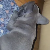 Blue, a male French Bulldog for sale in Atlanta, GA – Photo 3 of 4