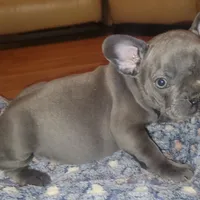 Blue, a male French Bulldog for sale in Atlanta, GA – Photo 1 of 4