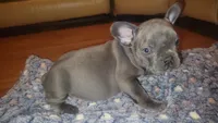 Blue, a male French Bulldog for sale in Atlanta, GA – Photo 1 of 4