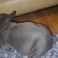 Blue, a male French Bulldog for sale in Atlanta, GA – Photo 4 of 4