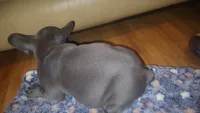 Blue, a male French Bulldog for sale in Atlanta, GA – Photo 4 of 4